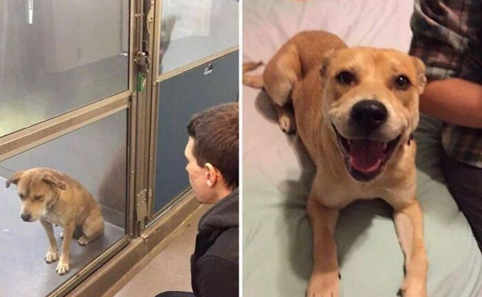 Side-by-side images showing a sad dog in a shelter and the same dog happy and smiling at home, wholesome animals joy.