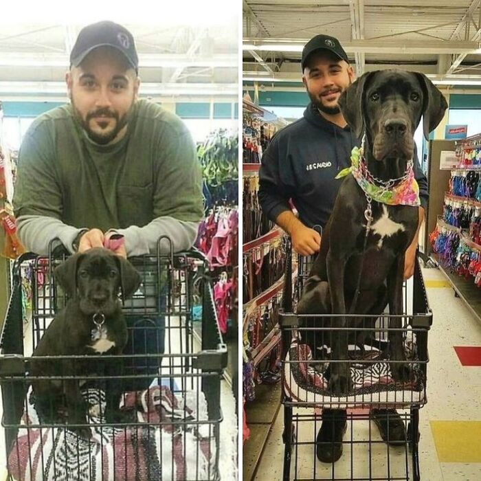 Man shopping with his Great Dane puppy and adult Great Dane sitting in a shopping cart, showcasing wholesome animals.