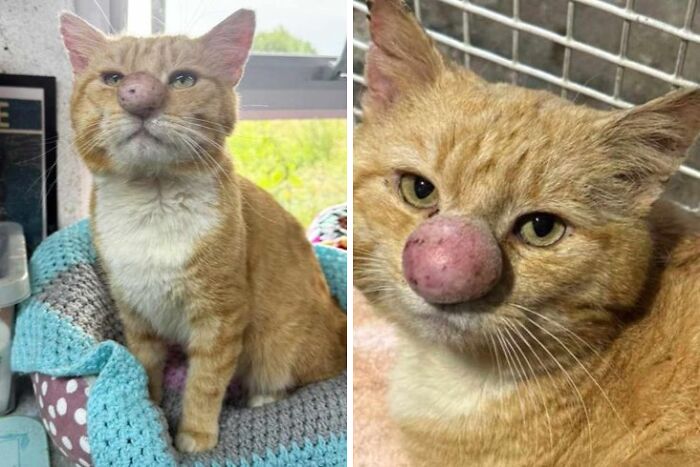 Orange cat with a large nose growth sitting on a knitted blanket, showcasing fun with animals and wholesome animal moments.