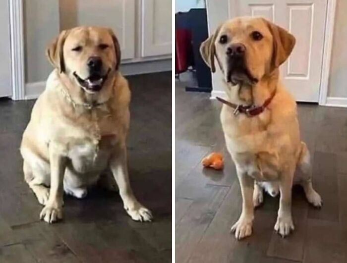 Two Labrador Retrievers sitting indoors on a wooden floor showing wholesome animals in a home setting.