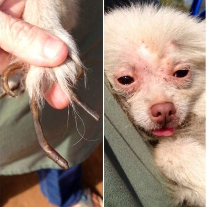 Close-up of a small animal with unique curled nails and a furry face showing a calm, wholesome expression.