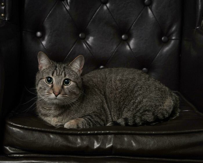 Tabby cat with wide eyes resting on a dark leather chair, capturing an accidental renaissance photo moment.