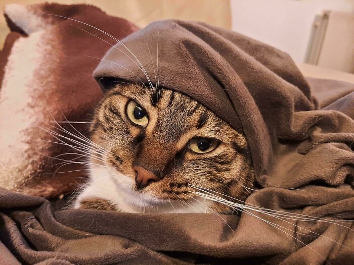 Tabby cat wrapped in a blanket with soft lighting, resembling an accidental renaissance photo with artistic qualities.