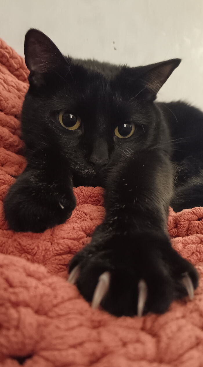 Close-up of a black cat with prominent cat claw details resting on a textured pink blanket