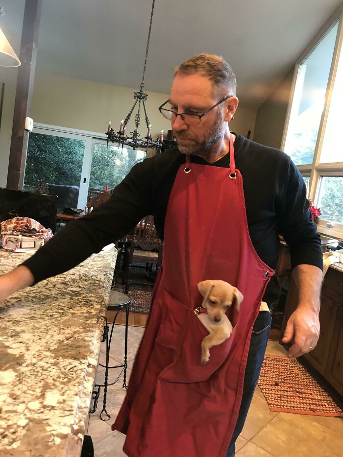 Man wearing red apron with small puppy in pocket in kitchen, showing dads who said no pets becoming softies.
