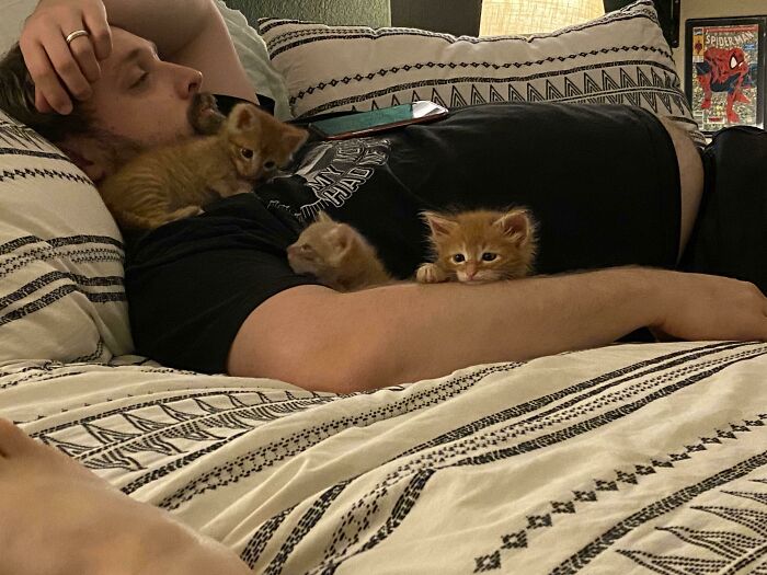Man lying on a bed with three small kittens on him, showing a tender moment of dads becoming pet softies.