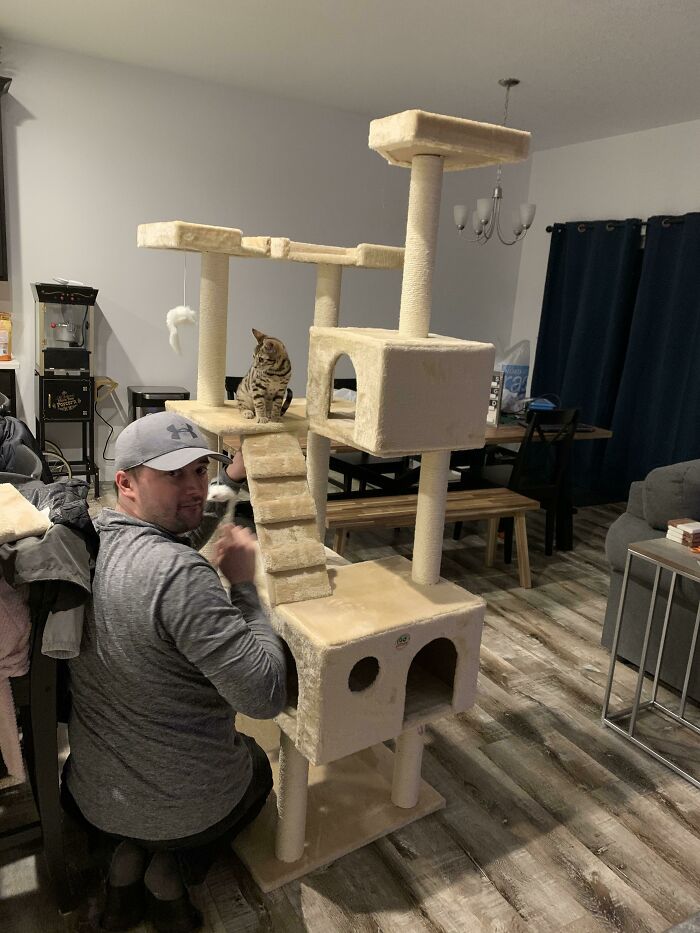 Dad building a large cat tree at home, sitting on the floor playing with a cat that is perched on the platform.