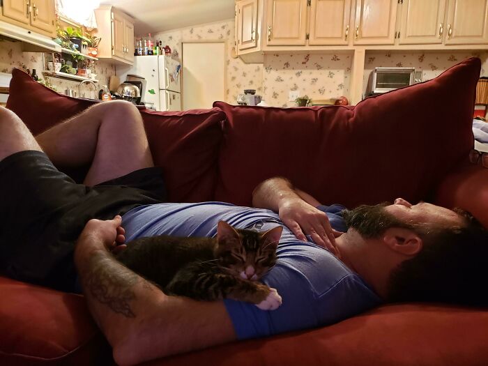 Man relaxing on a couch with a kitten on his arm showing dads who said no pets becoming total softies