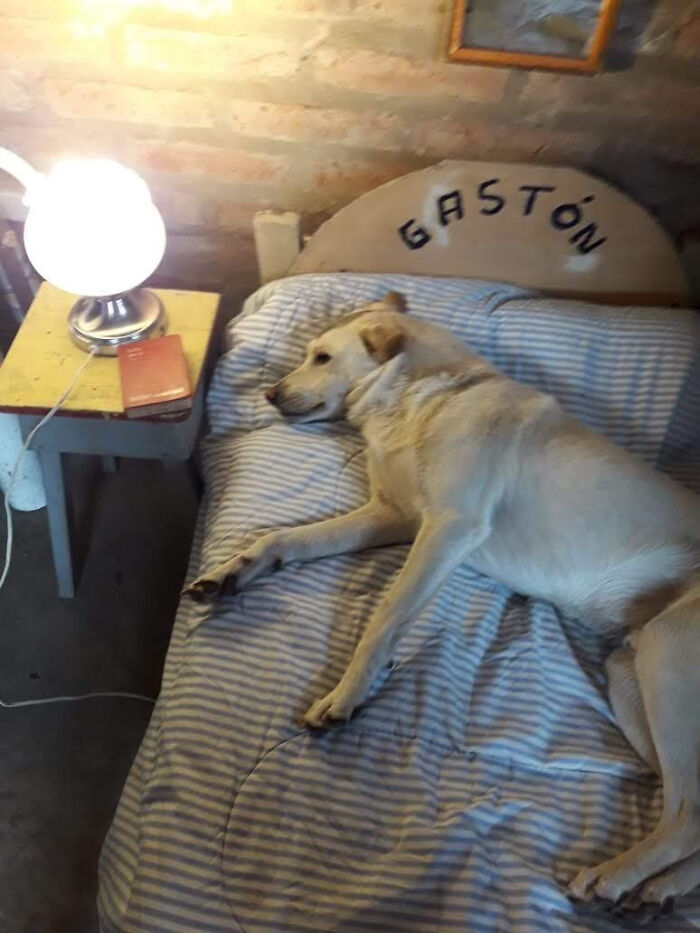 A dog lying comfortably on a bed with a striped blanket in a cozy room, showing pet dad softness.