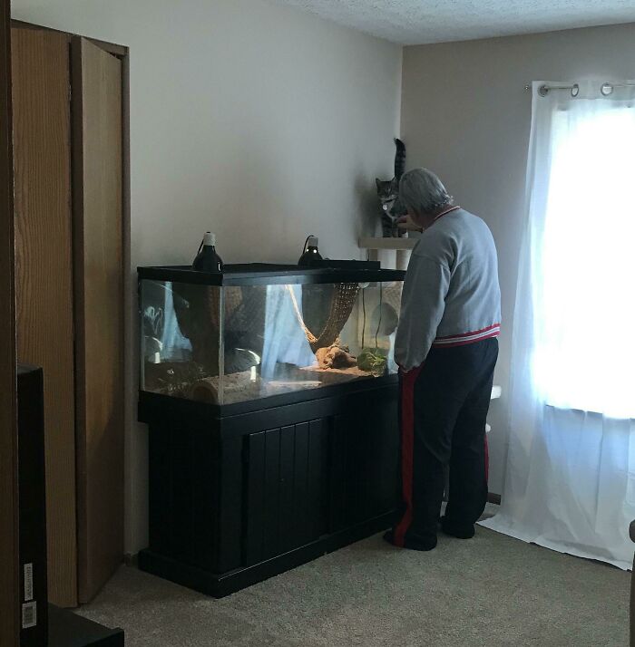 Man looking at a large pet terrarium inside a cozy room with a cat watching from a perch nearby.
