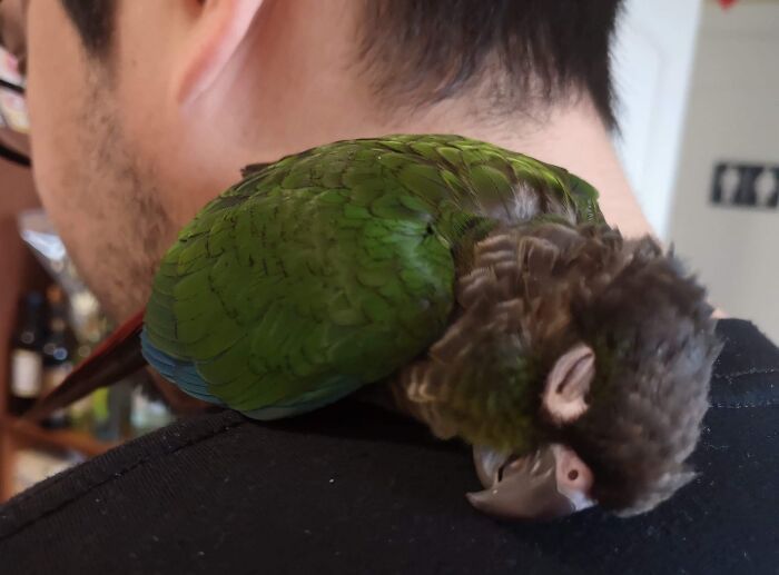 Man with green parrot resting on shoulder showing dads who said no pets becoming total softies.