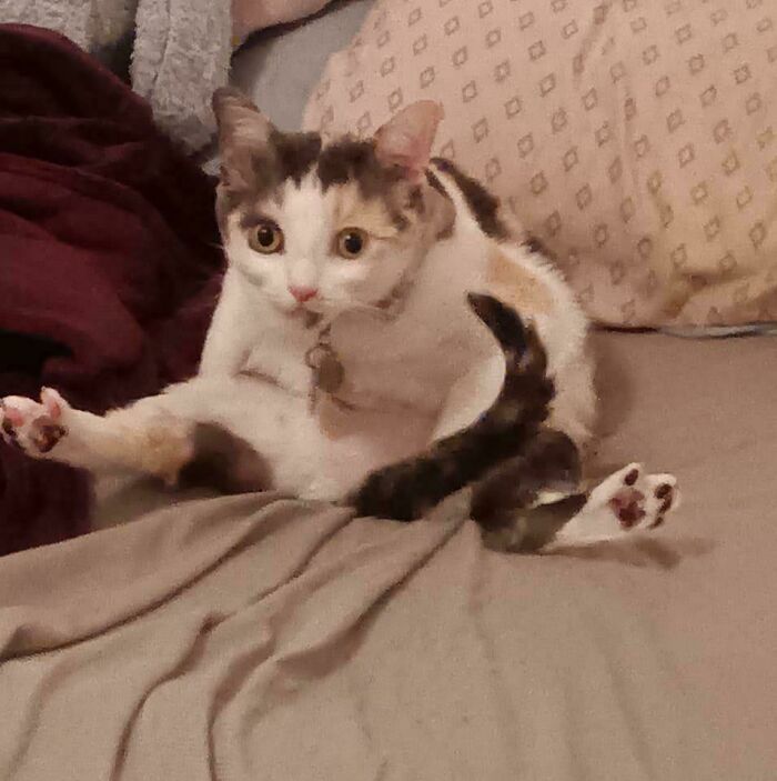 Calico cat sitting in an unusual pose on a bed, showcasing playful pet behavior loved by dads who said no pets.