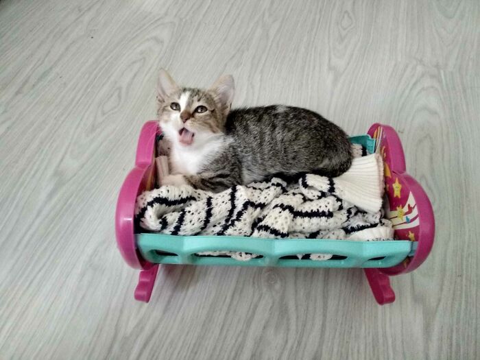 Kitten resting on a small bed with blankets, illustrating dads who said no pets and became total softies.