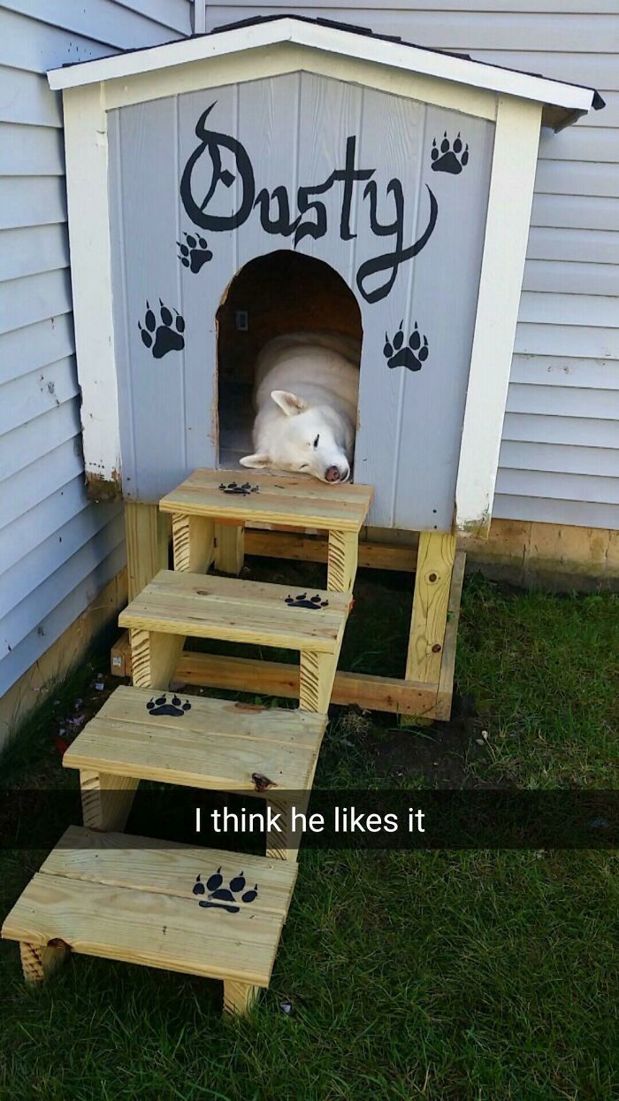 White dog resting in a custom doghouse with steps and paw prints showing dads who said no pets became softies.