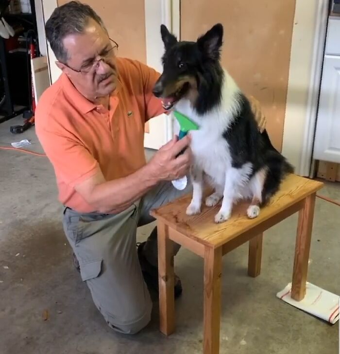 Man grooming a dog sitting on a wooden table, showing dads who said no pets becoming total softies.