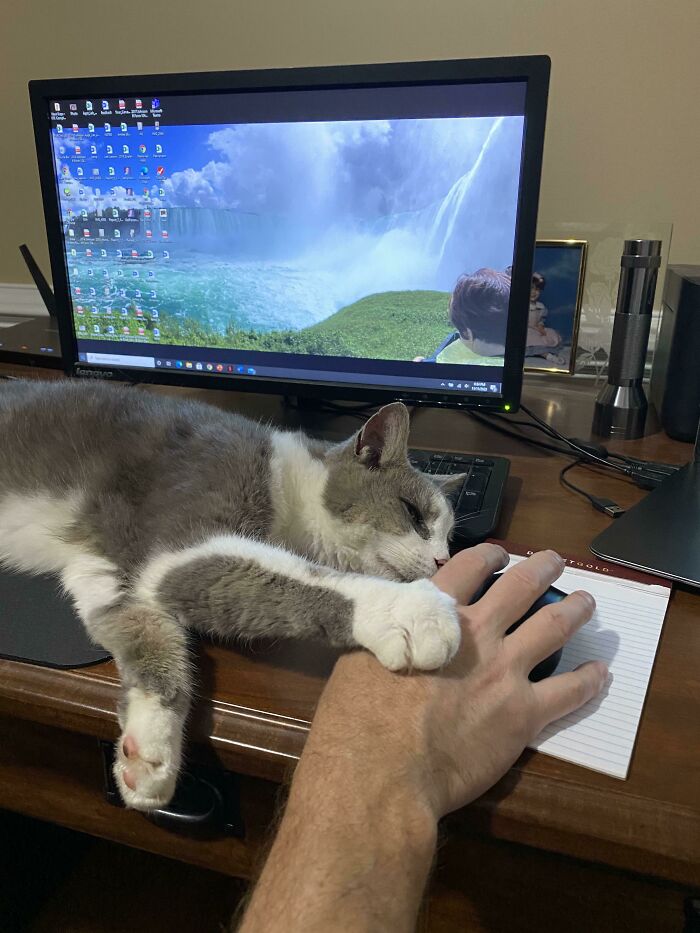 Cat cuddling a man's hand on a desk, showing dads who said no pets but became total softies with animals.