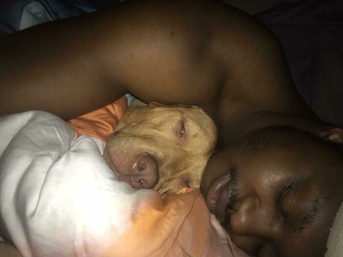 Dad and dog cuddling closely in bed, showing pet softie moment and affection between them.