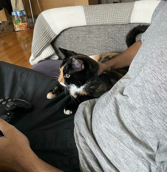 Dad playing video games with a calico cat on his lap, showing dads who said no pets and became total softies.