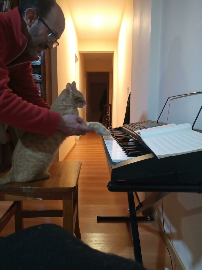 Dad who said no pets gently helping cat play keyboard in cozy home setting showing pets soft side.