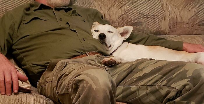 Man in green shirt and camo pants sitting on a couch with a relaxed white dog resting its head on his lap showing pet dad bonding.