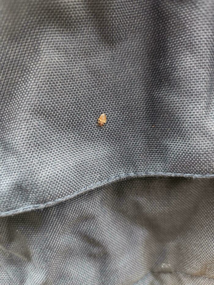 Close-up of a small insect on textured fabric, highlighting unusual finds in wild Vinted online selling posts.