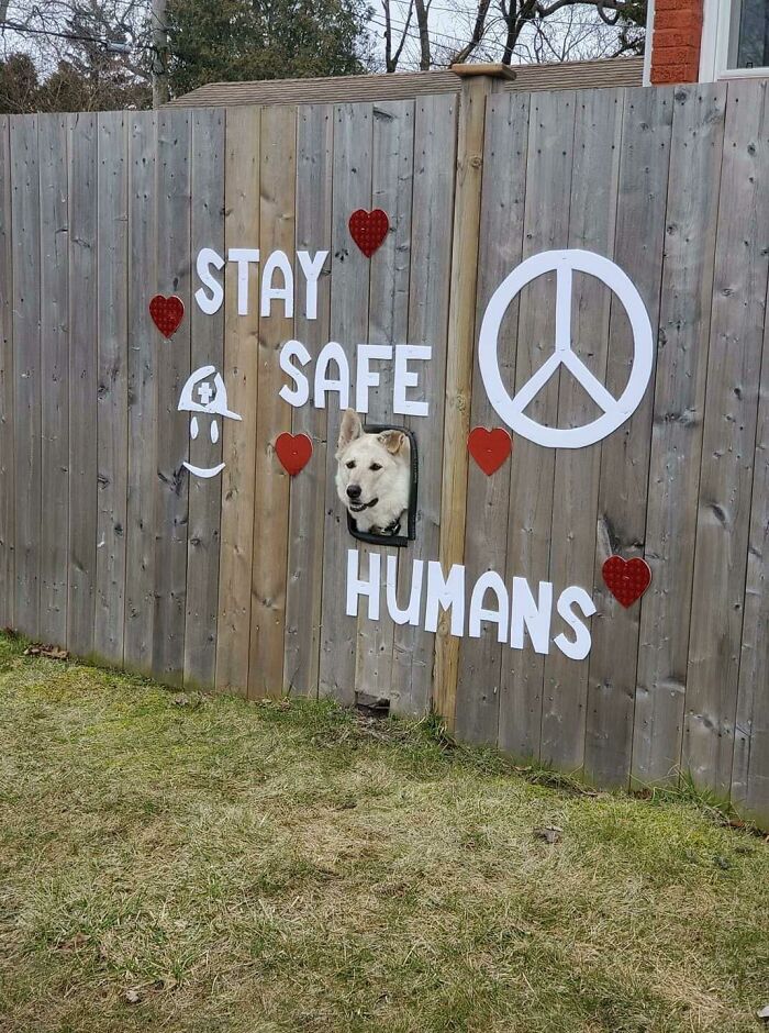 Dog's head peeking through vandalized public property fence with peace sign, hearts, and stay safe humans message.
