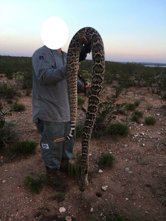 Person holding a giant rattlesnake in a desert setting showcasing one of the animals so giant it’s hard to believe is real.