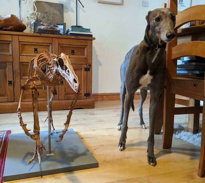 Skeleton of a prehistoric creature displayed indoors next to a dog, illustrating nature was metal millions of years ago.