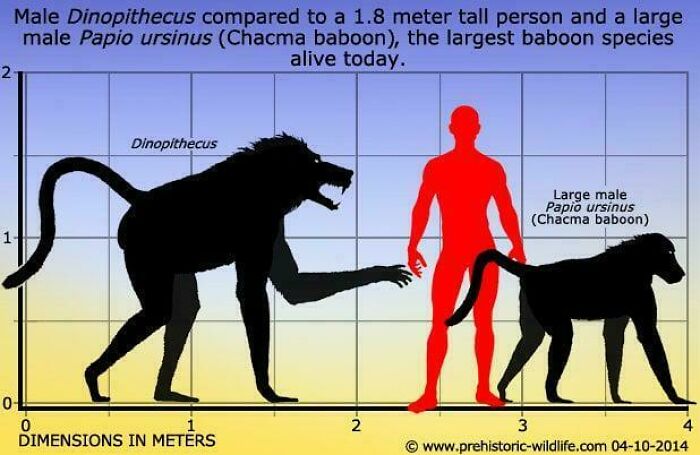Comparison of male Dinopithecus, a large Papio ursinus baboon, and a 1.8 meter tall person showing nature was metal.