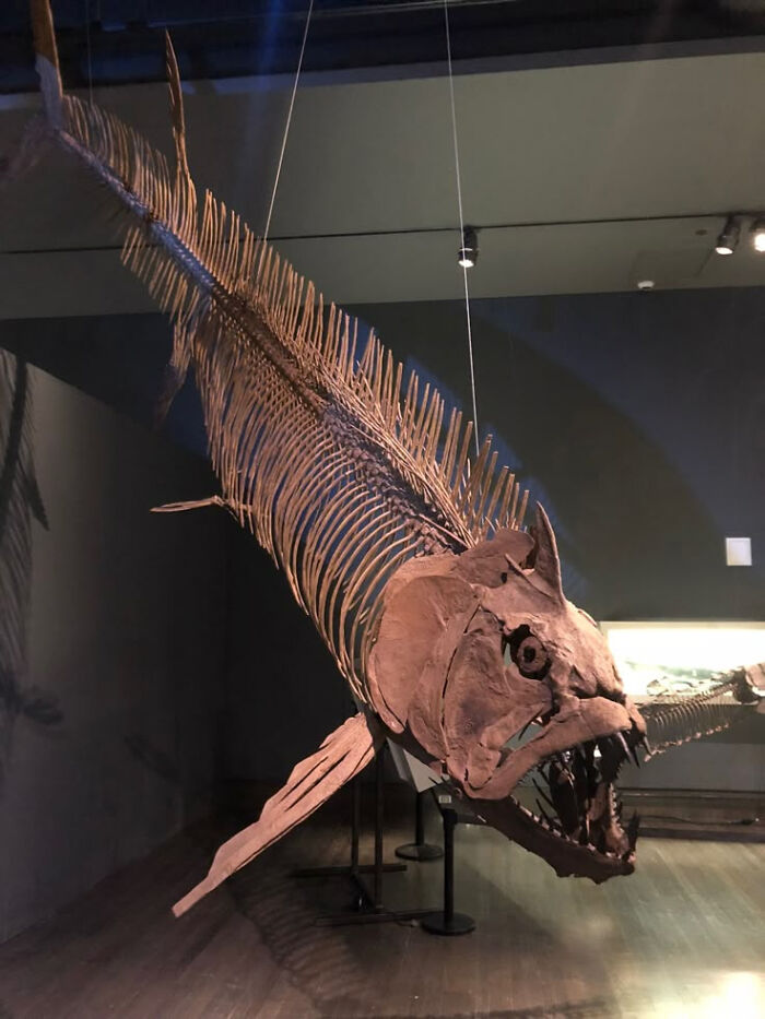 Fossilized skeleton of an ancient predatory fish displayed in a museum showing nature was metal millions of years ago.