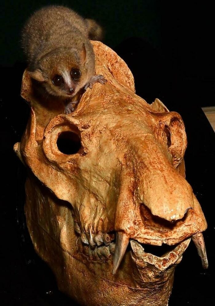 Small nocturnal animal perched on a large saber-toothed predator skull showing nature was metal long ago.