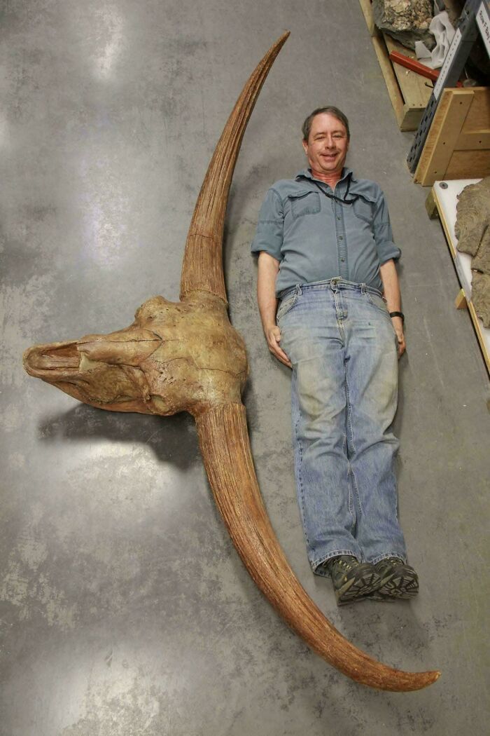 Man lying next to a large prehistoric horned skull fossil showcasing nature was metal millions of years ago.