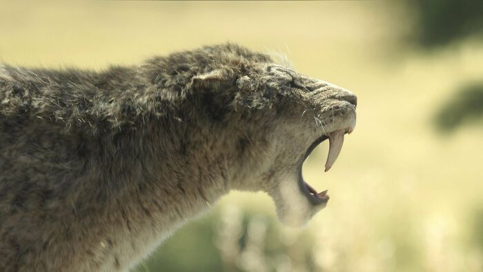 Close-up of a fierce extinct creature showing large saber teeth in a natural outdoor environment.