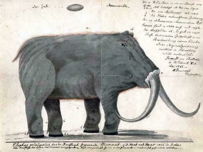 Illustration of a prehistoric mammoth with large curved tusks showing nature was metal millions of years ago.