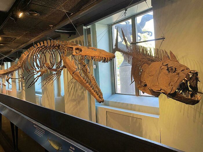 Fossilized skeletons of prehistoric marine reptiles and fish displayed in a museum showcasing ancient nature metal era.