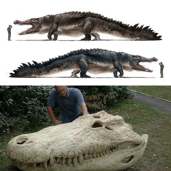 Massive prehistoric crocodile and giant skull fossil illustrating nature was metal millions of years ago.