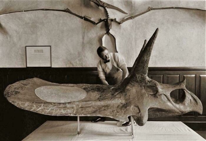 Man examining large dinosaur skull fossil with pterosaur skeleton mounted on wall, showing nature was metal long ago.