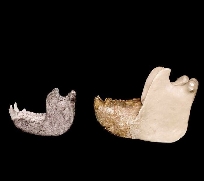 Two fossilized ancient jawbones displayed on a black background showing nature was metal millions of years ago.