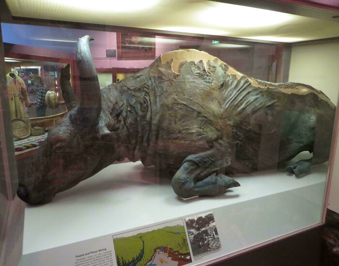 Preserved ancient animal carcass displayed in museum showcasing nature was metal thousands of years ago.