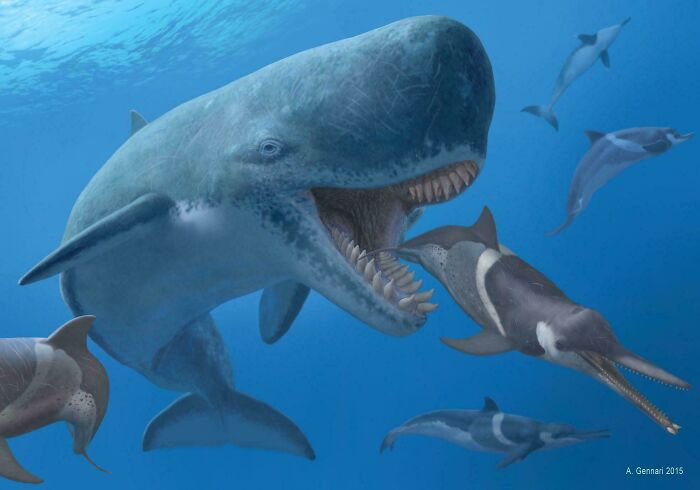 Extinct marine creatures including large prehistoric whales and ancient dolphins swimming underwater in a blue ocean.
