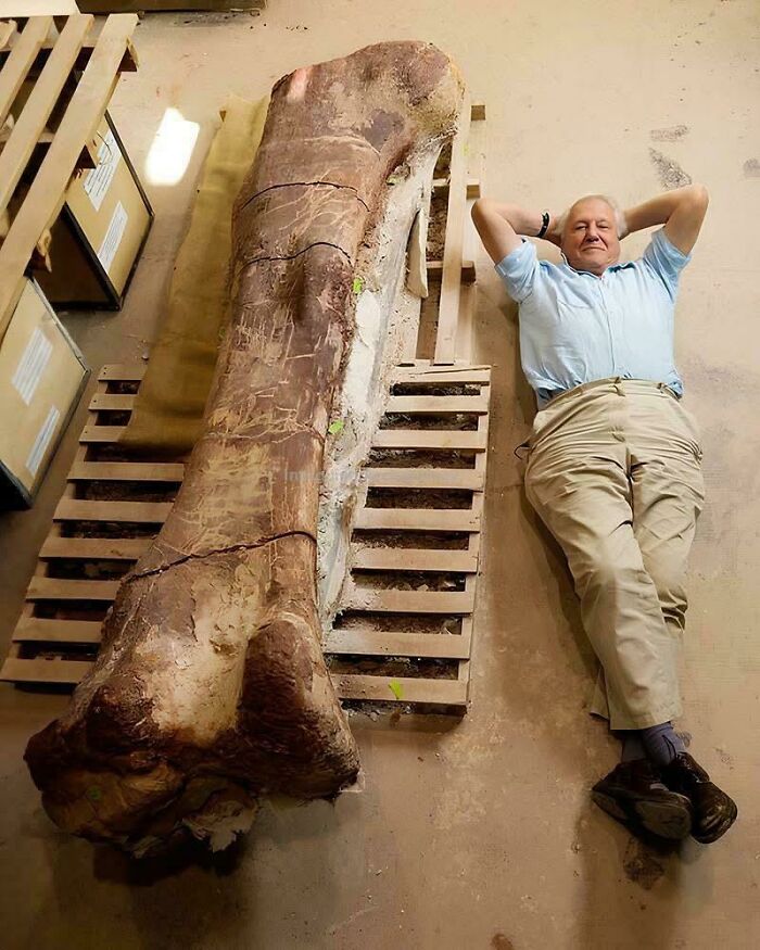 Man lying on the floor next to a massive fossil bone showing nature was metal thousands of years ago.