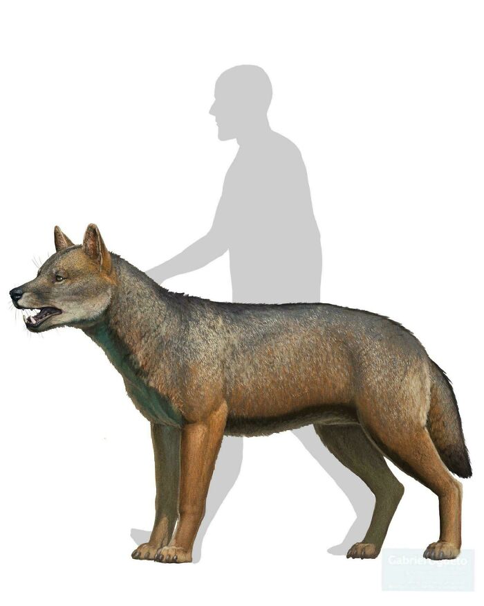 Reconstruction of a large prehistoric wolf showing nature was metal millions of years ago with a human silhouette for scale.