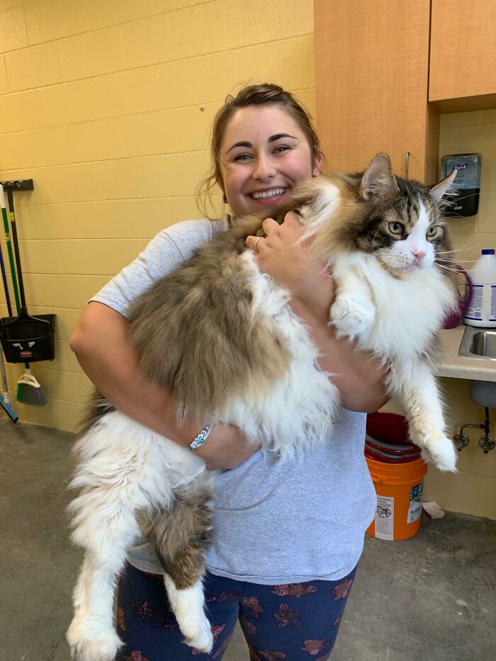 Woman holding a giant fluffy cat indoors, showcasing one of the largest animals so giant it's hard to believe real.