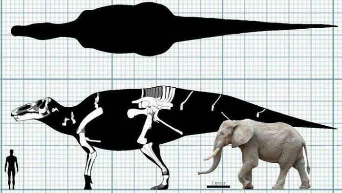Comparison of dinosaur fossil anatomy to elephant size on grid background showing nature was metal millions of years ago