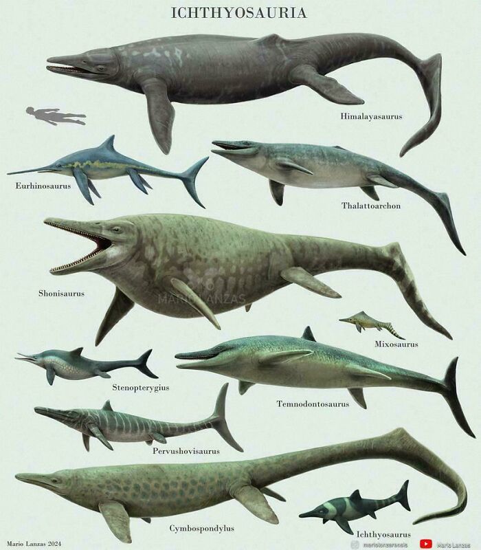 Illustrations of various extinct Ichthyosauria marine reptiles showcasing diverse shapes and sizes in nature's metal era.