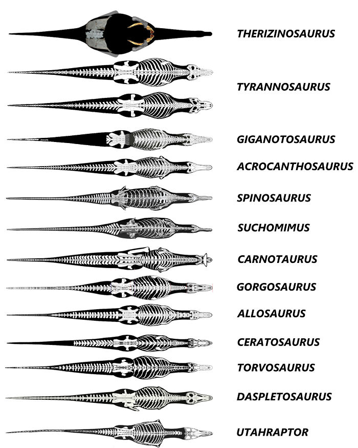 Top-down skeletal comparison of various extinct dinosaur creatures highlighting nature’s metal creatures.