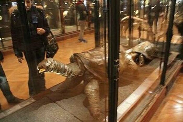 Fossilized ancient turtle displayed in a museum exhibit showing nature was metal millions of years ago.