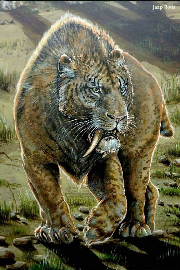 Saber-toothed tiger illustration showing an extinct creature from nature's fierce and metal past.