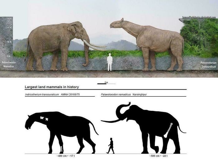 Comparison of extinct largest land mammals Indricotherium and Palaeoloxodon with human figure for scale.