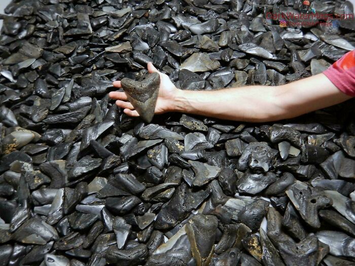 Hand holding a large fossilized shark tooth among many dark, jagged stone fossils showing nature was metal.